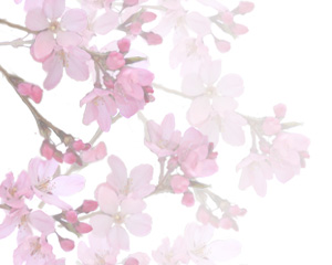 華の素材 — 桜と花のWeb素材